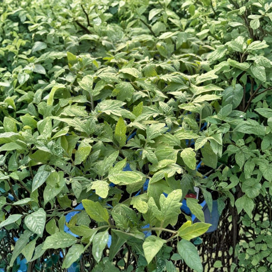 German Johnson Heirloom Tomato – 2 Live Plants | 6–10 Inches Tall | Rare Heirloom Variety | Large Red & Orange Fruit | Vegetable Garden