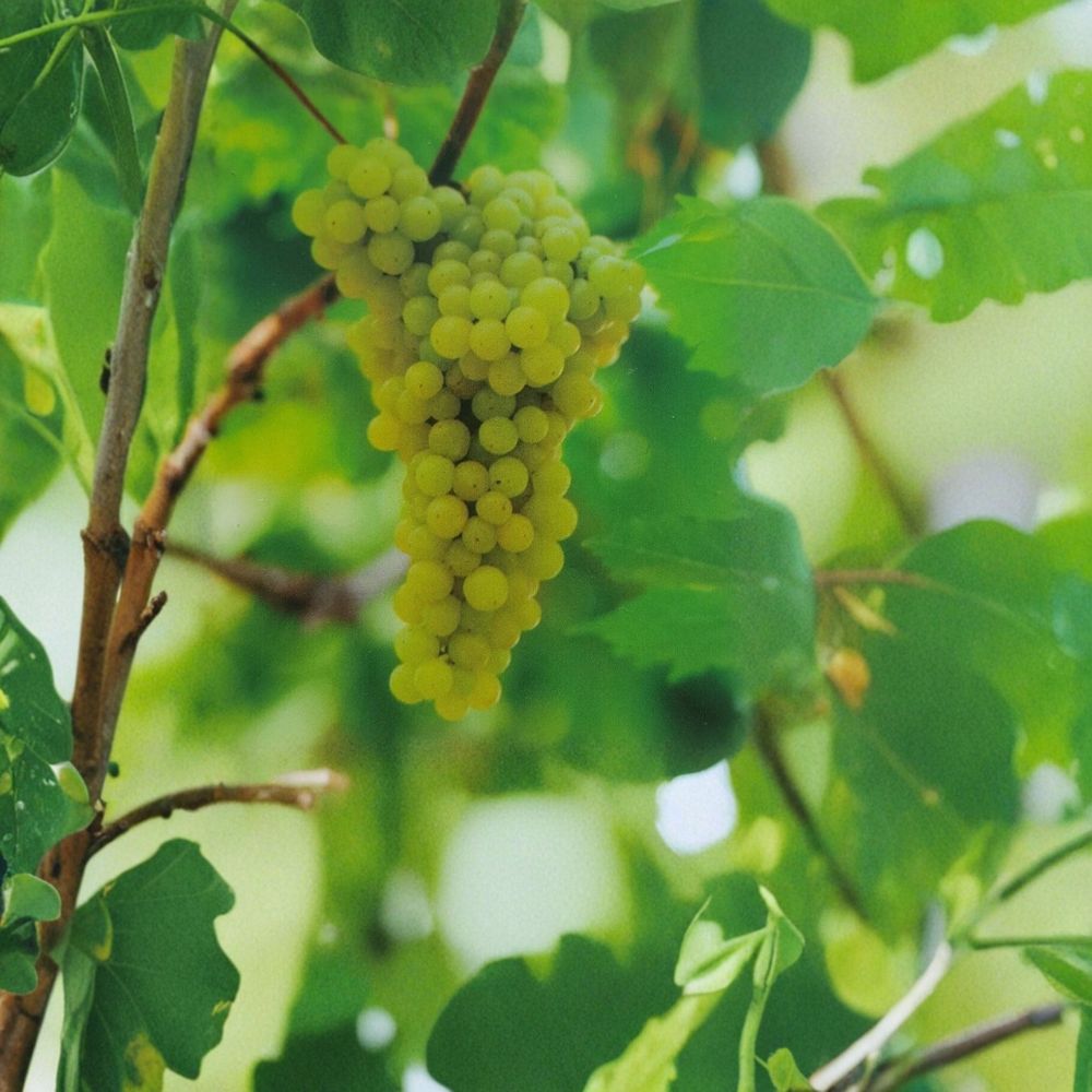Lakemont Seedless White Grape Vine – Vitis vinifera Live Plant | 3 Gallon Size | Sweet Seedless White Grapes | Self-Fertile Fruit Vine | Highly Productive Garden Plant