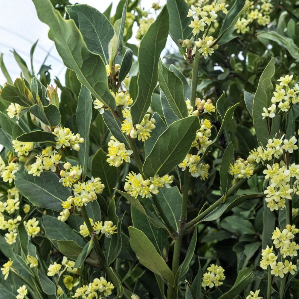 Bay Laurel Sweet Bay – Live Potted Herb Shrub | Laurus nobilis Rooted in Quart Pot | Culinary Evergreen Plant