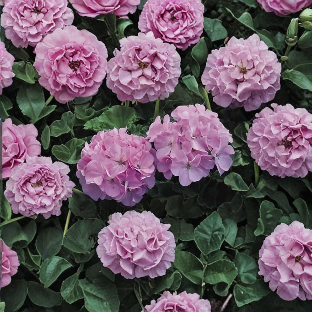 Geranium Maverick Quicksilver – Pelargonium Seeds | 1,000 Seeds | Silvery Lavender Blooms | Robust Garden Geranium | Pot & Landscape Friendly | Easy to Grow