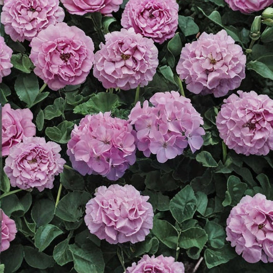 Geranium Maverick Quicksilver – Pelargonium Seeds | 1,000 Seeds | Silvery Lavender Blooms | Robust Garden Geranium | Pot & Landscape Friendly | Easy to Grow