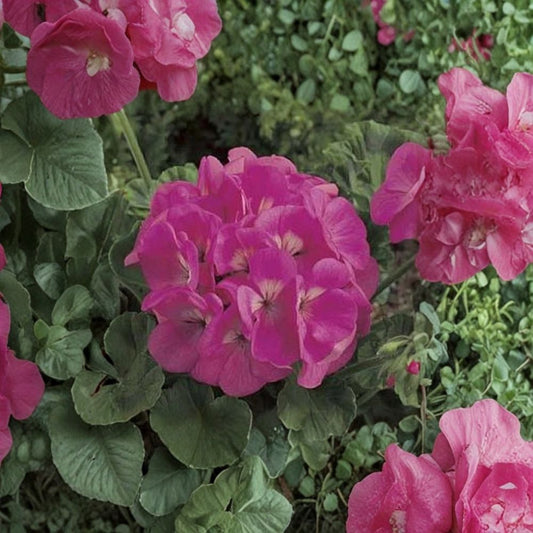Maverick Pink Geranium Seeds – 10 Zonal Pelargonium Seeds | Large Pink Flower Blooms | Annual Garden & Patio Plant