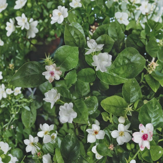 Jasmine Flower Seeds – 12 Pack | Fragrant Blooming Plant | Sweet Scent Garden Flowers | Indoor & Outdoor Growing | Easy Starter Seeds