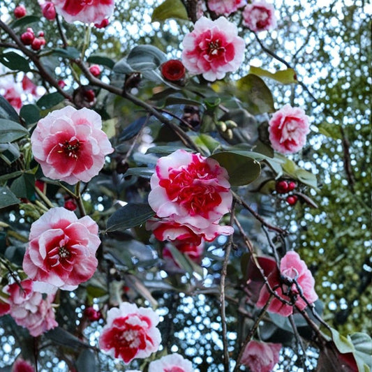 Camellia Japonica Live Plant – Rare Camellia Starter | 3 Inch Pot | Pink & Rose Blooms | Evergreen Shrub | Zones 7–10