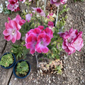 Organic Regal Pelargonium Geranium – 5 Live Cuttings | 5–8 Inches Tall | Sun Loving Flower Plant | Patio & Garden Friendly | Easy to Grow