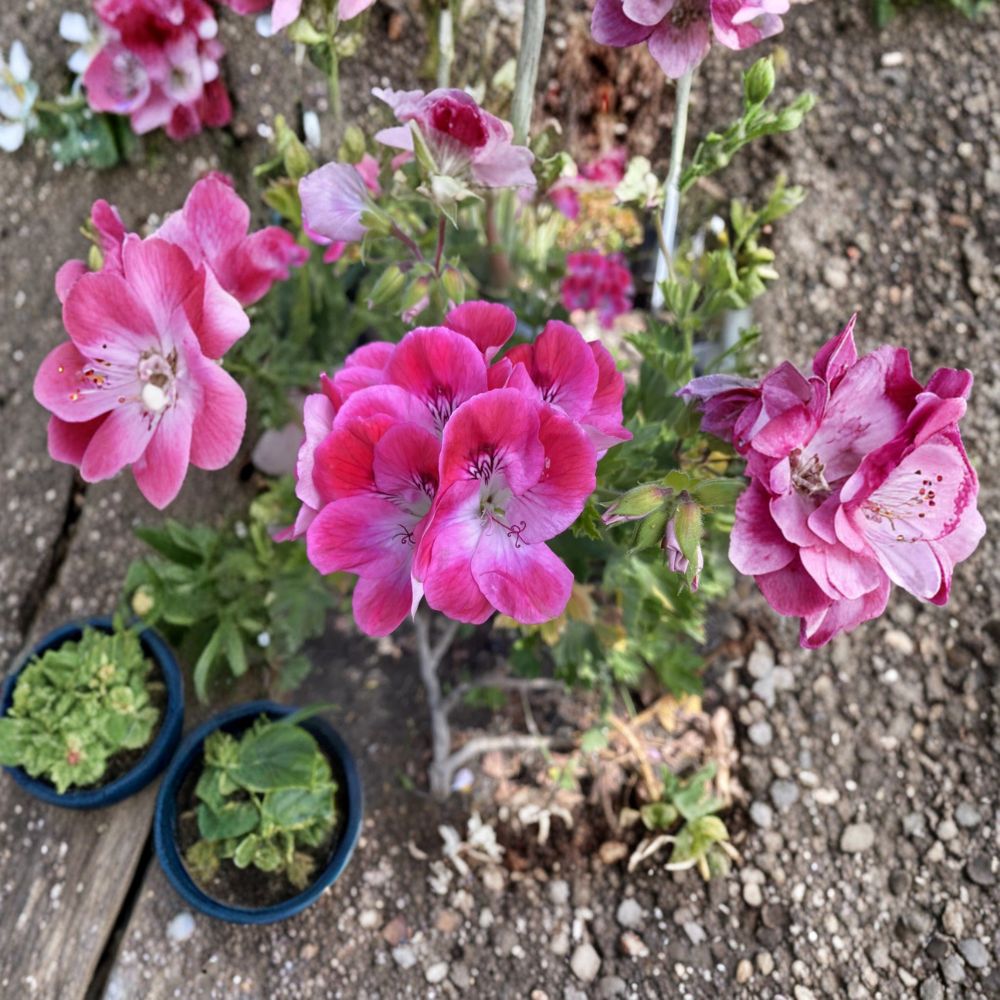 Organic Regal Pelargonium Geranium – 5 Live Cuttings | 5–8 Inches Tall | Sun Loving Flower Plant | Patio & Garden Friendly | Easy to Grow