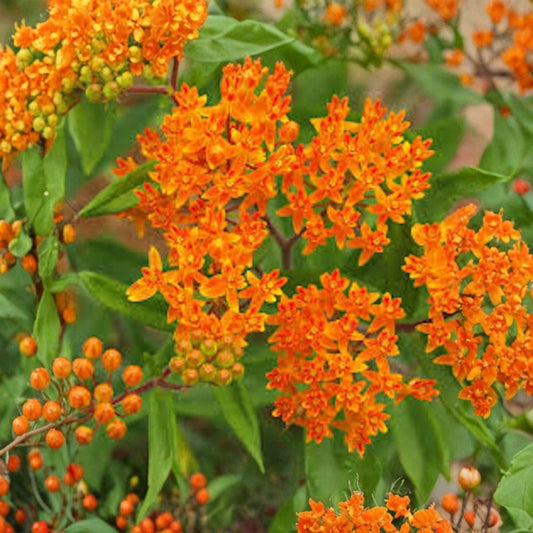 Butterfly Weed – Asclepias tuberosa Live Bare Root Plants | Set of 10 | Native Milkweed | Pollinator Wildflower