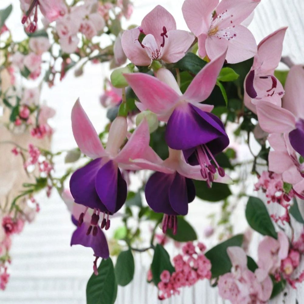 Lena Fuchsia – Live Starter Plant | 2–6 Inches Tall | 5 Inch Pot | Double Flower Hanging Basket | Shade Loving Plant