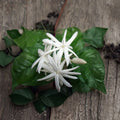 Belle of India Arabian Jasmine Plant – Jasminum sambac | 6" Pot | Fragrant White Blooms | Indoor Outdoor Plant | Night Blooming Vine