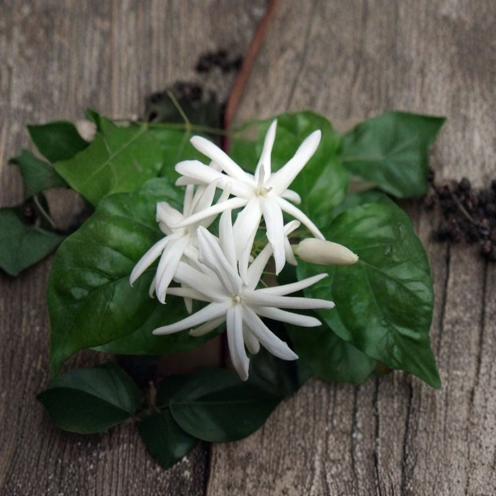 Belle of India Arabian Jasmine Plant – Jasminum sambac | 6" Pot | Fragrant White Blooms | Indoor Outdoor Plant | Night Blooming Vine