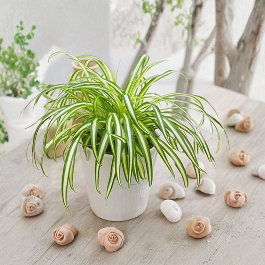 Variegated Spider Plant Live – Chlorophytum comosum 'Variegatum' | 4–7" Tall | Air Purifying Houseplant | Hanging Basket Plant