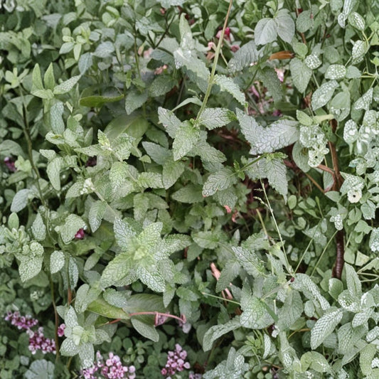 Strawberry Mint – Mentha spicata Live Cuttings | Set of 6 Unrooted Cuttings | Fragrant Culinary Herb | Easy to Root Indoors or Outdoors