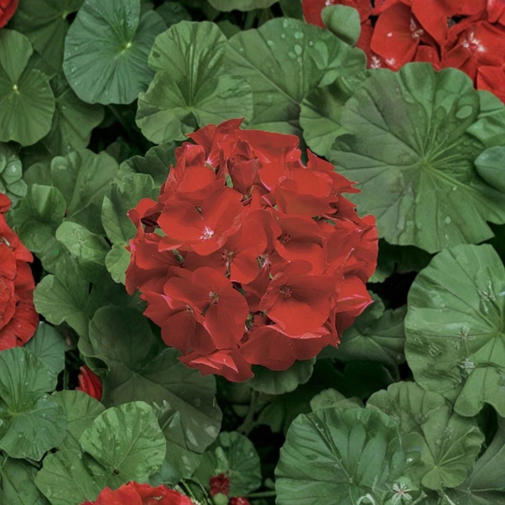 Ringo Deep Scarlet Geranium Seeds – 15 Pelargonium Flower Seeds | Early Blooming Red Geranium | Patio & Window Box Plant