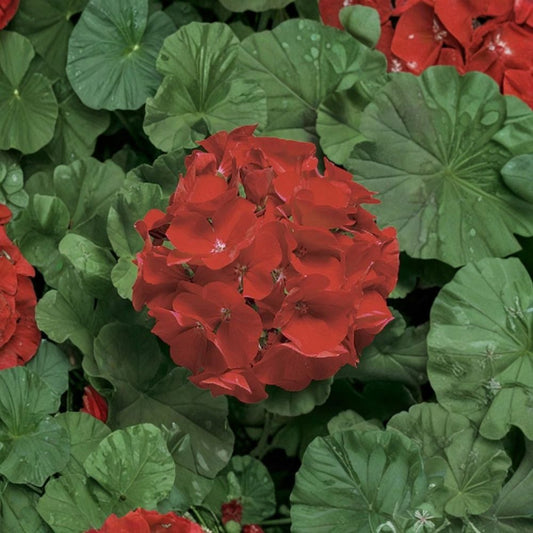 Ringo Deep Scarlet Geranium Seeds – 15 Pelargonium Flower Seeds | Early Blooming Red Geranium | Patio & Window Box Plant