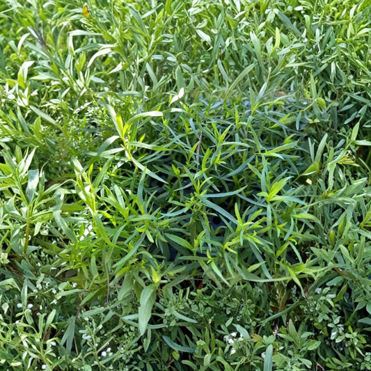 French Tarragon – 2 Live Starter Plants | 4–5 Inches Tall | Artemisia dracunculus var. sativa | Perennial Culinary Herb | Garden & Container
