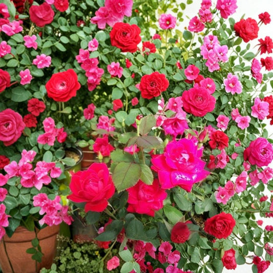 Double Knock Out® Red Rose – Rosa Hybrid Live Plant | 5 Gallon Rose Bush | Double Red Blooms | Disease Resistant Flowering Shrub | One-Year-Old Field Grown Plant