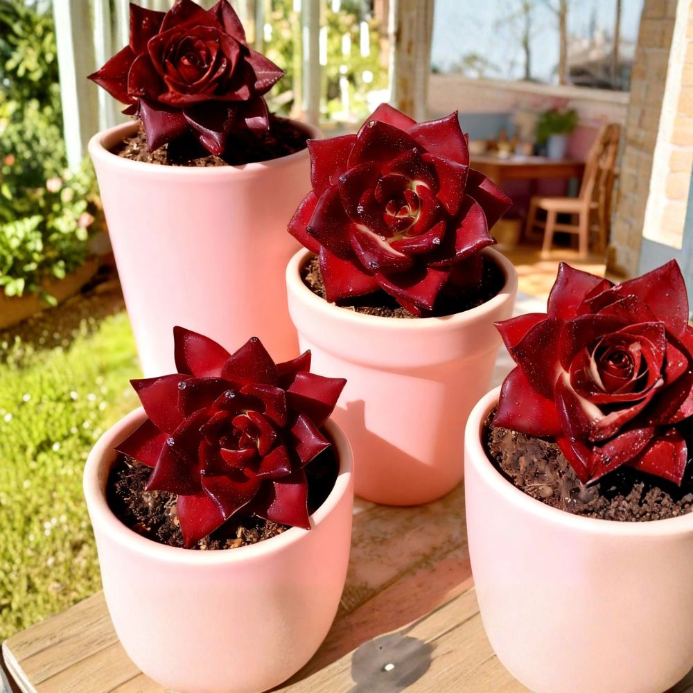Echeveria Agavoides 'Romeo Rubin' – Rare Live Succulent | 2.5 Inch Bare Root Plant | Easy Care Indoor Décor | Collector's Succulent