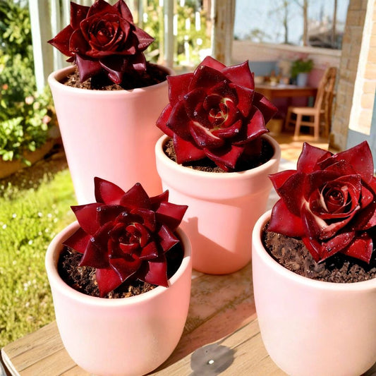 Echeveria Agavoides 'Romeo Rubin' – Rare Live Succulent | 2.5 Inch Bare Root Plant | Easy Care Indoor Décor | Collector's Succulent