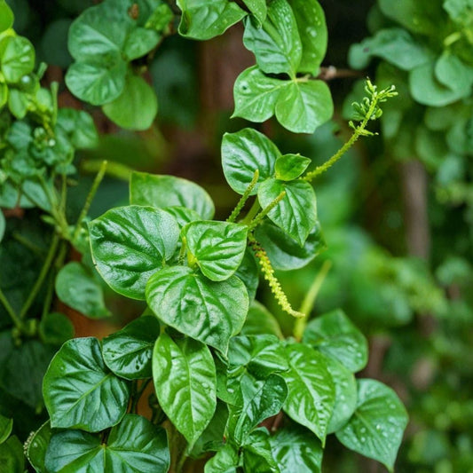 Rau Càng Cua (Crab Claw Plant) – Live Rooted Plant | Peperomia pellucida | Edible Vietnamese Herb | Ready to Grow