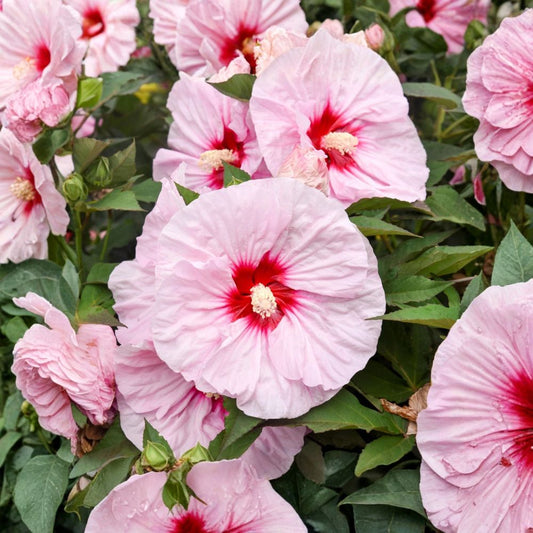 All Eyes on Me Hardy Hibiscus Live Plant – 2.5 Inch Pot | Pink Flowers | Hibiscus ‘All Eyes on Me’ | Hardy Perennial | Large 8 Inch Blooms | Outdoor Garden Plant