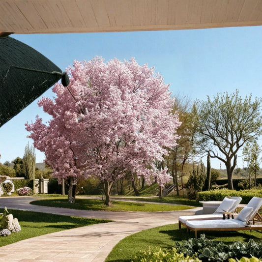 Autumnalis Flowering Cherry Tree – Live Plant | 6–10 Inches Tall | 2.5 Inch Pot | Pale White Semi-Double Blooms | Ornamental Cherry | Full Sun