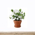 Maid of Orleans Arabian Jasmine – Jasminum sambac Live Plant | Rooted Starter in Pot | Highly Fragrant White Blooms | Indoor & Patio Friendly