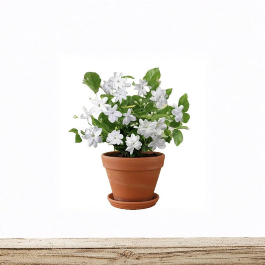 Maid of Orleans Arabian Jasmine – Jasminum sambac Live Plant | Rooted Starter in Pot | Highly Fragrant White Blooms | Indoor & Patio Friendly
