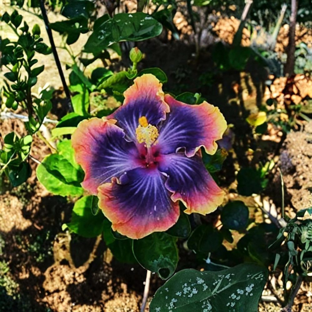 Madagascar Hibiscus – Hibiscus moscheutos Live Starter Plant | 3–5 Inches Tall | Rooted Plant | Hardy Flowering Perennial | Free Shipping