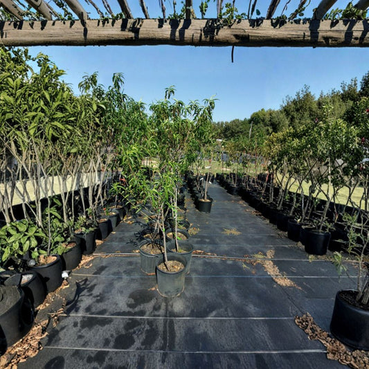 Garden State Nectarine Tree – Prunus persica var. nucipersica Live Plant | 4–6 Feet Tall | Includes Root-Wrapped Tree | Sweet White Flesh Fruit | Self-Fertile | Easy to Grow