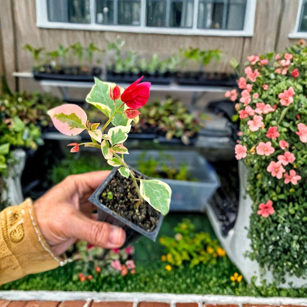 Bougainvillea ‘Raspberry Ice’ – Live Starter Plant | Well-Rooted Plug in 3-Inch Pot | Colorful Flowering Vine | Patio & Garden Ready