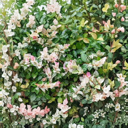 Snow Jasmine – Live Fragrant Climbing Plant | 4 Inch Starter | White Blooms | Fast Growing Vine | Trellis & Patio Plant | Tropical Garden