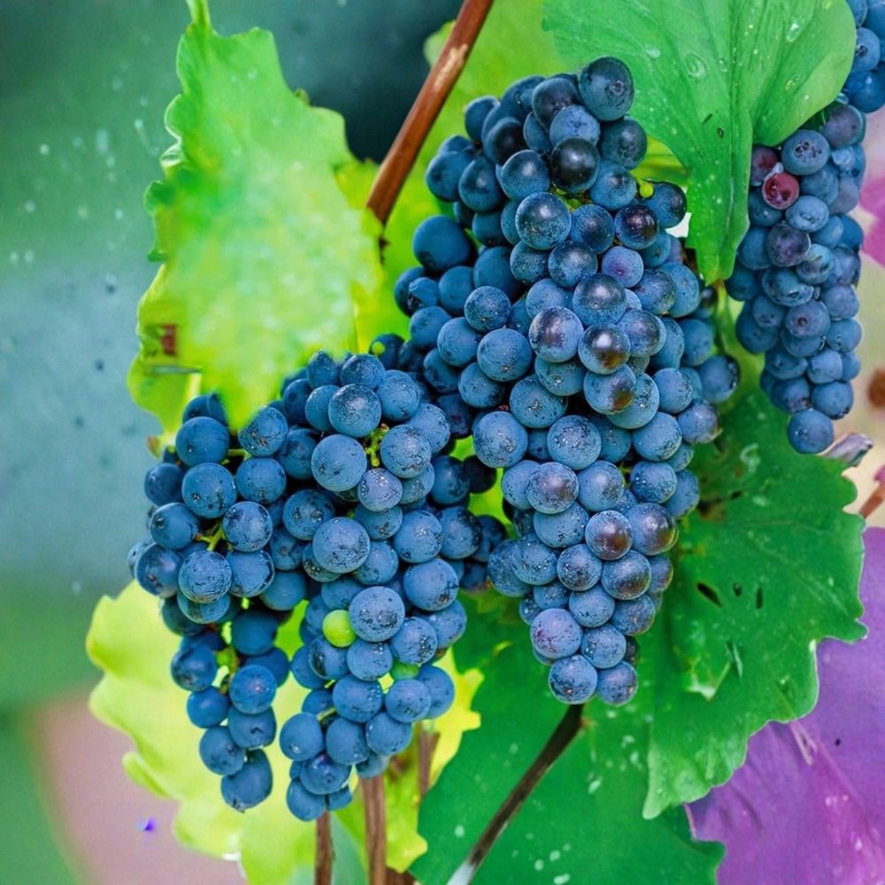 Seedless Concord Grape Vine – Live Rooted Plant | Non-GMO Fruit Vine | Hardy Climbing Grape