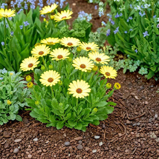 Banana Cream Daisy – 3 Live Bare Root Plants | Creamy Yellow Flowers | Hardy Perennial | Pollinator Garden | Full Sun