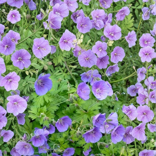 Gravetye Geranium Seeds – 25+ Premium Flower Seeds | Colorful Blooming Garden Plant | Indoor & Outdoor Friendly | Easy to Grow Perennial Flowers