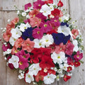 Bravo Mix Petunia Seeds – 50 Pelleted Flower Seeds | Compact Mounding Petunias | Bright Color Garden & Patio Blooms