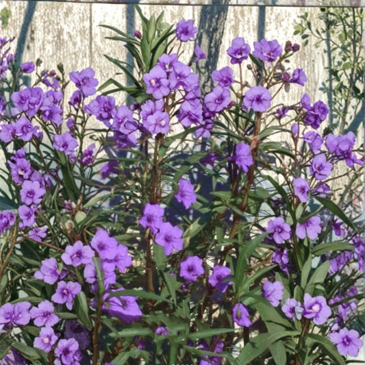 Purple Mexican Petunia – 9 Live Rooted Perennial Plants | Ruellia simplex | Fast-Growing Flowering Garden Plant | Easy to Grow