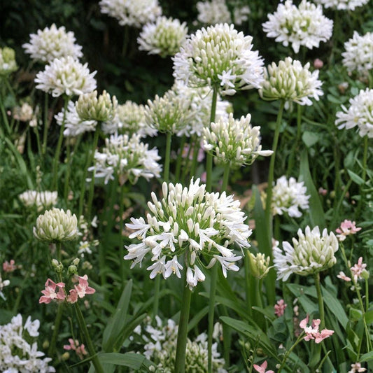 Agapanthus ‘Getty White’ Live Plants – Set of 3 | Agapanthus praecox | 2 Inch Starters | White Flowering Perennial | No CA