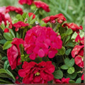 Geranium Pinto Premium Lavender Rose – Pelargonium Seeds | 1,000 Seeds | Lavender & Rose Blooms | Vigorous Garden Variety | Pot & Landscape Friendly | Easy to Grow