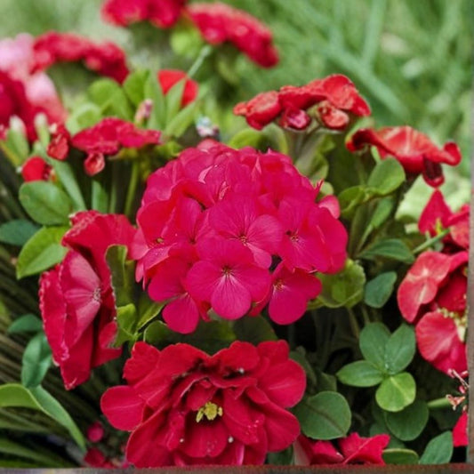 Geranium Pinto Premium Lavender Rose – Pelargonium Seeds | 1,000 Seeds | Lavender & Rose Blooms | Vigorous Garden Variety | Pot & Landscape Friendly | Easy to Grow