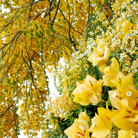 Gold Bougainvillea – Live Well-Rooted Starter Plant | Tropical Flowering Vine | Ships in Pot