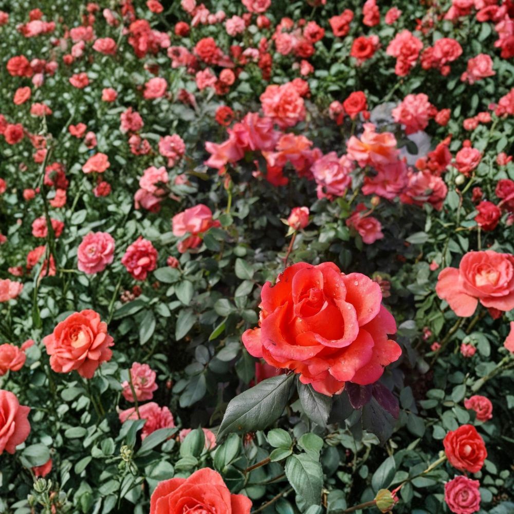 Ring of Fire Hybrid Tea Rose – Rosa Hybrid Live Plant | 5 Gallon Rose Bush | Fiery Multi-Color Blooms | Elegant Garden Rose | One-Year-Old Field Grown Plant