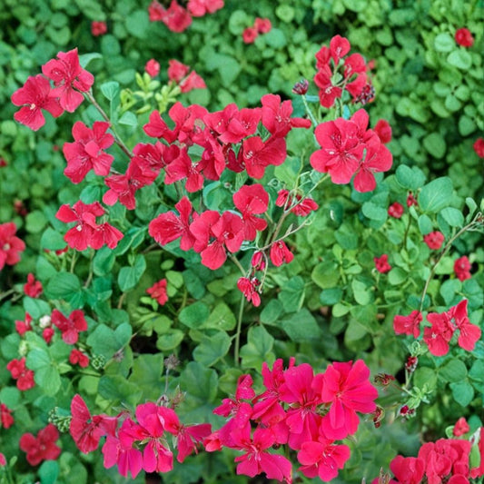 Precision Dark Salmon Ivy Leaf Geranium Seeds – 25+ Premium Flower Seeds | Trailing Geranium for Hanging Baskets | Patio & Garden Friendly | Easy to Grow
