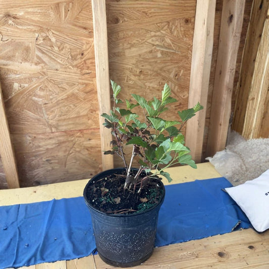 Ninebark Live Plant – Physocarpus opulifolius | 6–8" Starter | 1 Gallon Grown | Colorful Foliage Shrub | Drought Tolerant | No Pot