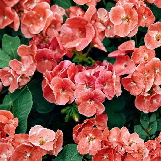 Ringo Salmon Geranium Seeds – 15 Pelargonium Flower Seeds | Early Blooming Salmon Geranium | Patio & Window Box Plant