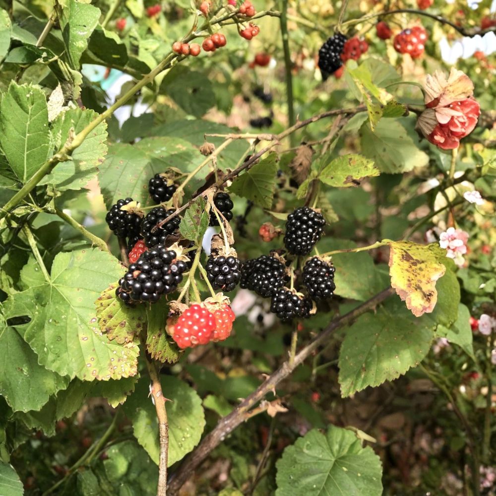 Southern Wild Blackberry – Rubus spp. Live Bare Root Starter Plants | Set of 5 | 8–10 Inches Tall | Edible Fruit Bush | Hardy Berry Plants