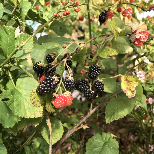 Southern Wild Blackberry – Rubus spp. Live Bare Root Starter Plants | Set of 5 | 8–10 Inches Tall | Edible Fruit Bush | Hardy Berry Plants