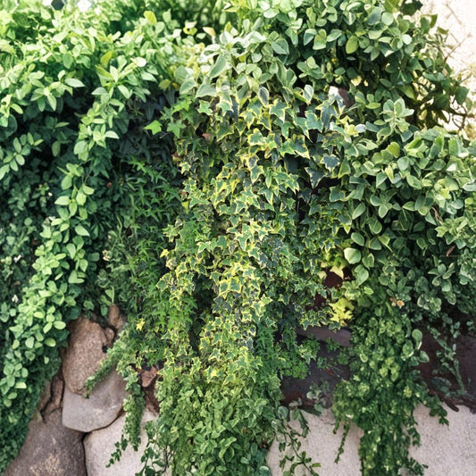 Organic Variegated Ivy Cuttings – Live Hedera Helix | 6 Vines 6" Length | Easy Rooting Houseplant | Indoor Outdoor Air Purifier