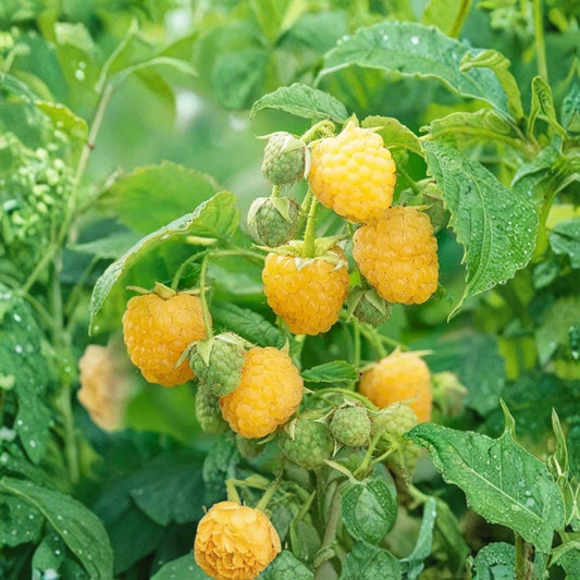 Anne Yellow Raspberry – 2 Live Bare Root Canes | Rubus idaeus | Super Sweet Berry Plant | Dormant 1-Year-Old Canes | Easy to Grow
