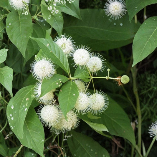 Button Bush Live Plant – Cephalanthus occidentalis | 3–6 Inch Starter | Native Pollinator Shrub | Bare Root