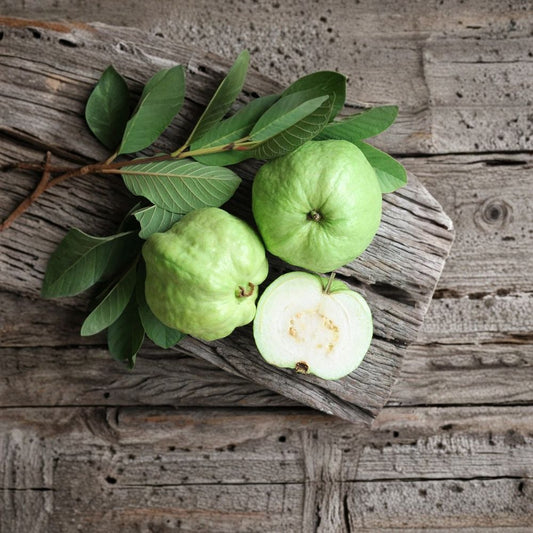 White Guava Tree – Psidium guajava Live Plant | 9–12 Inch Starter | White-Fleshed Tropical Fruit | Container & Garden Friendly | Fast Growing